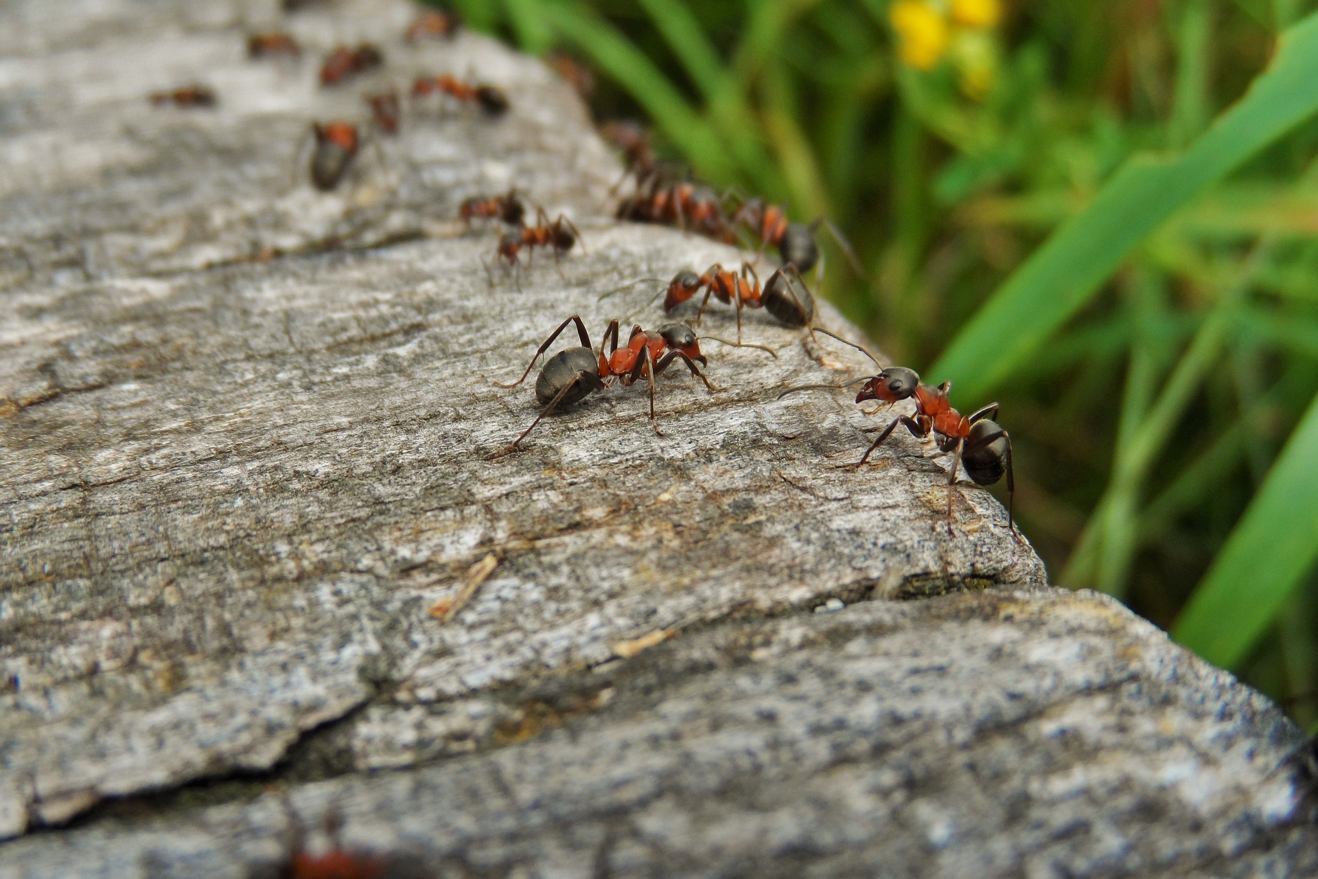 control de plagas-colonia de hormigas