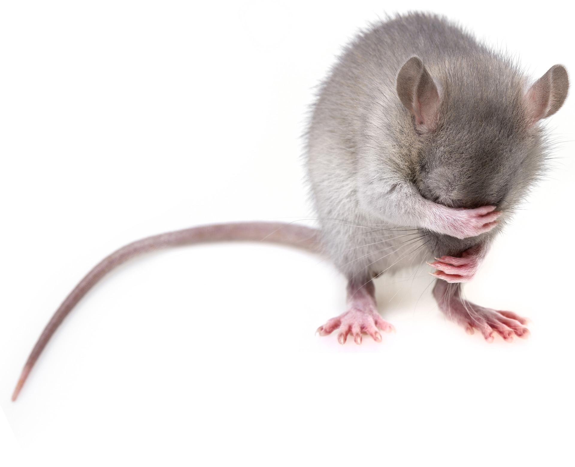 desratización ratas y ratones