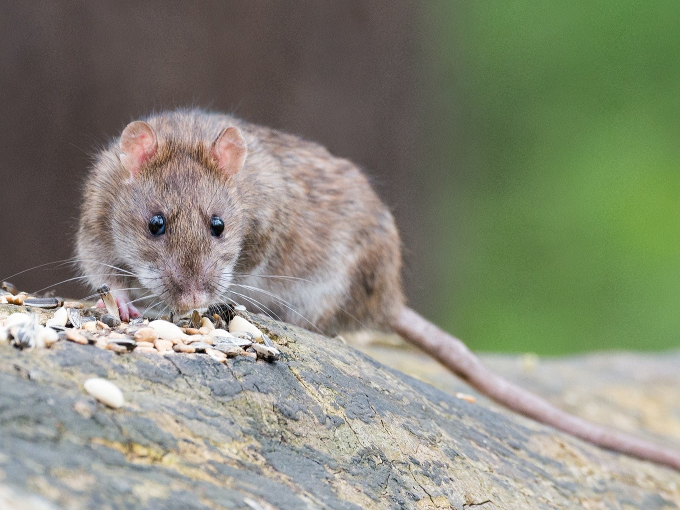 rata