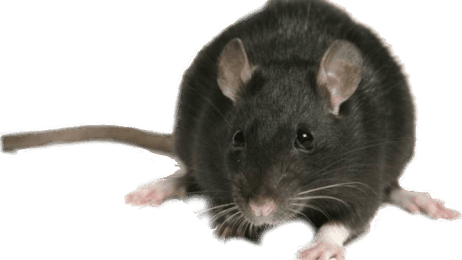 Desratizaciones plaga de ratón Rattus rattus