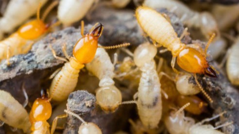 control de plagas termitas